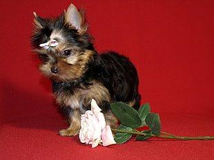 tan and black Yorkshire terrier puppy